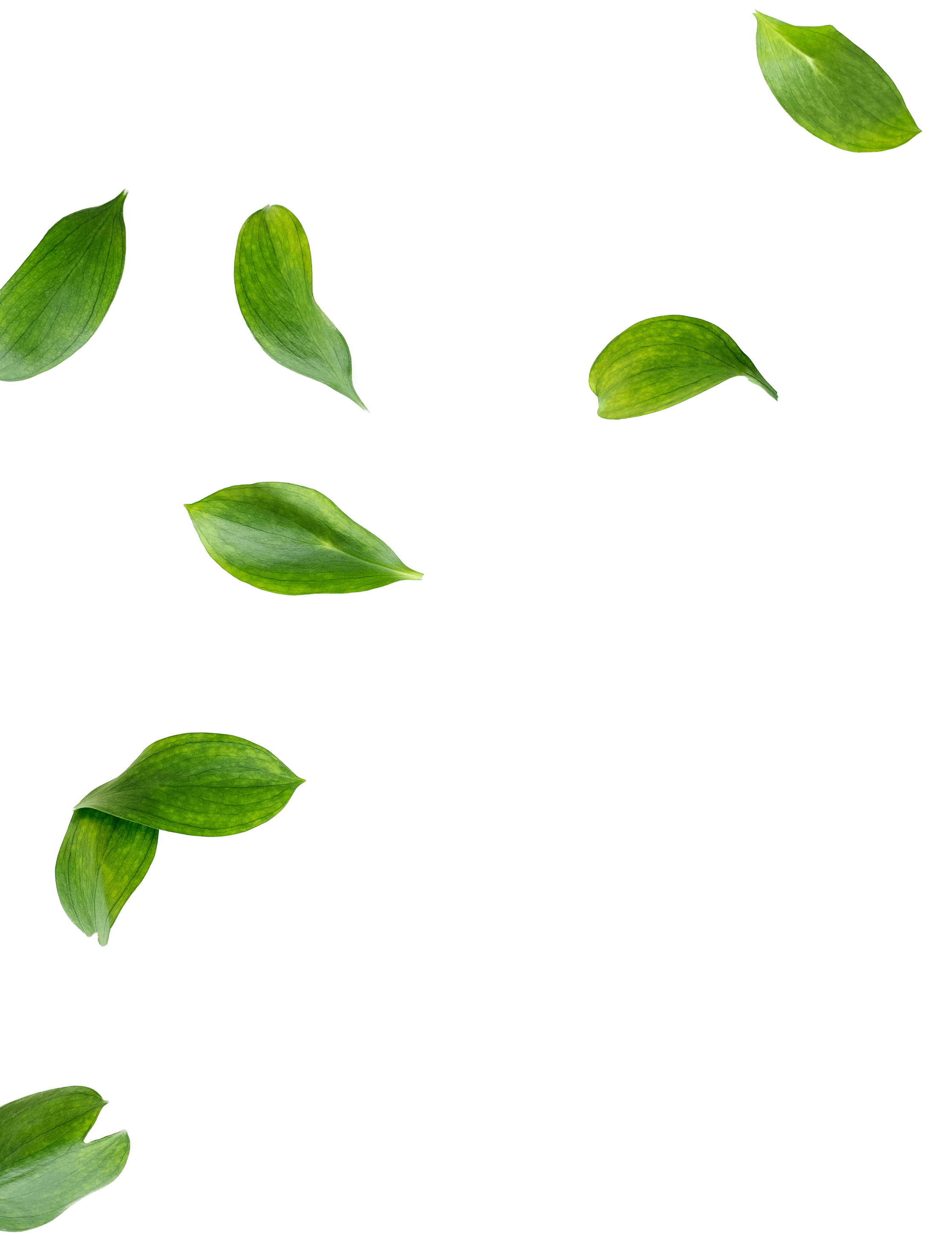 grüne Blätter